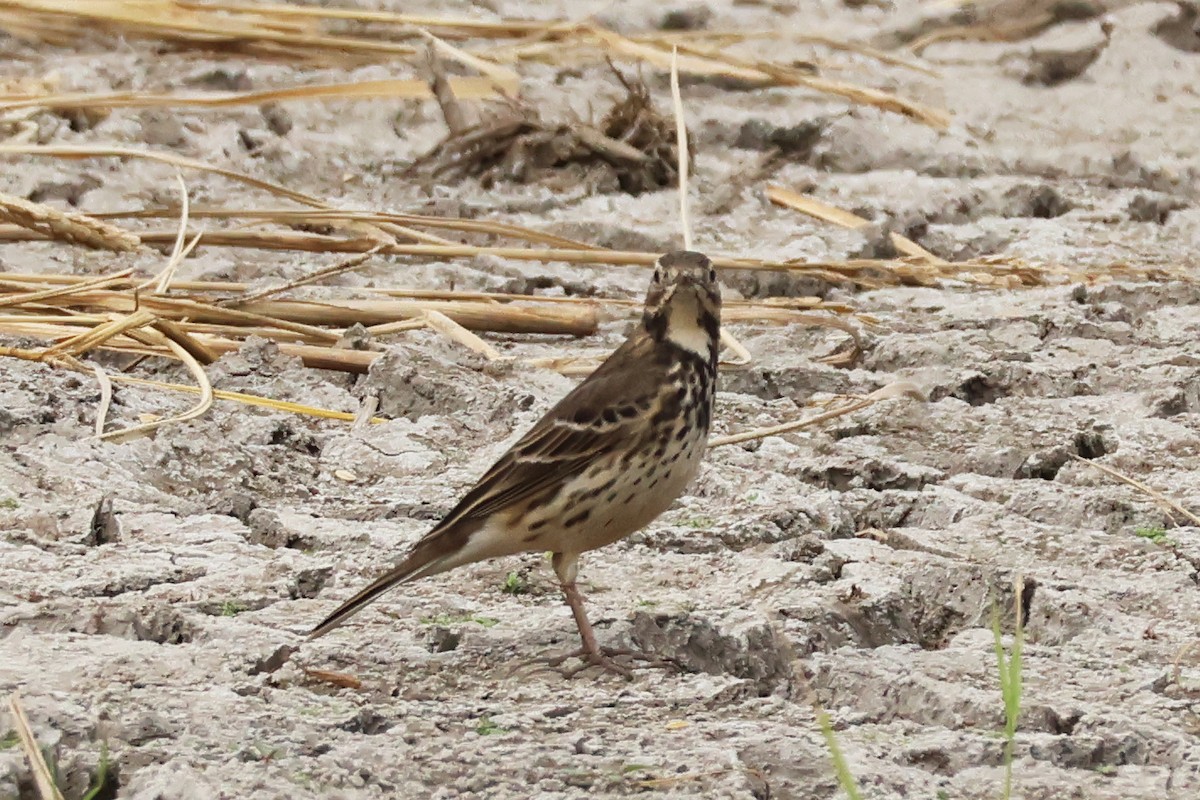 Siberian Pipit - ML646957233