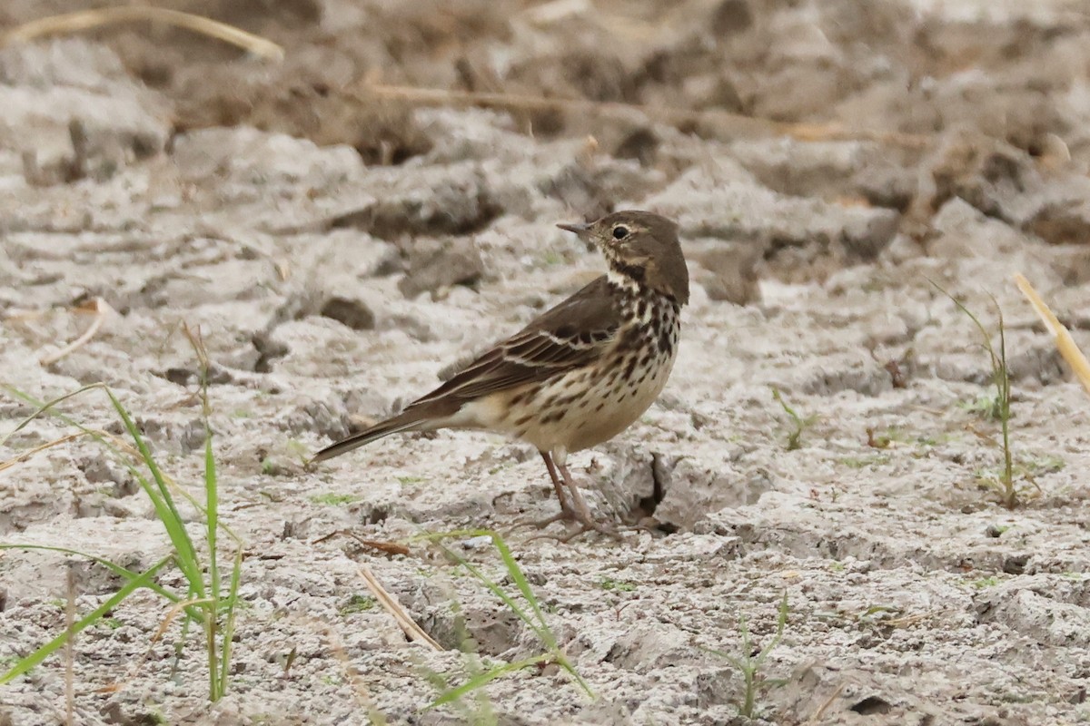 Siberian Pipit - ML646957234