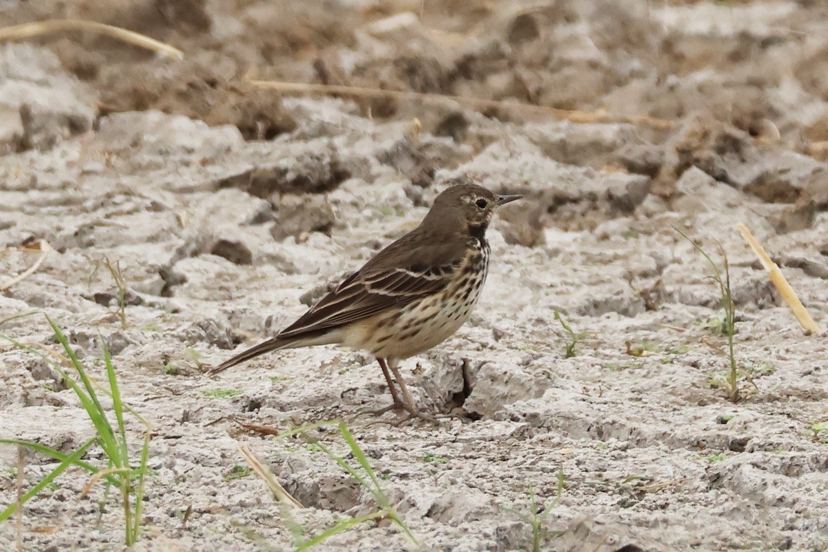 Siberian Pipit - ML646957235