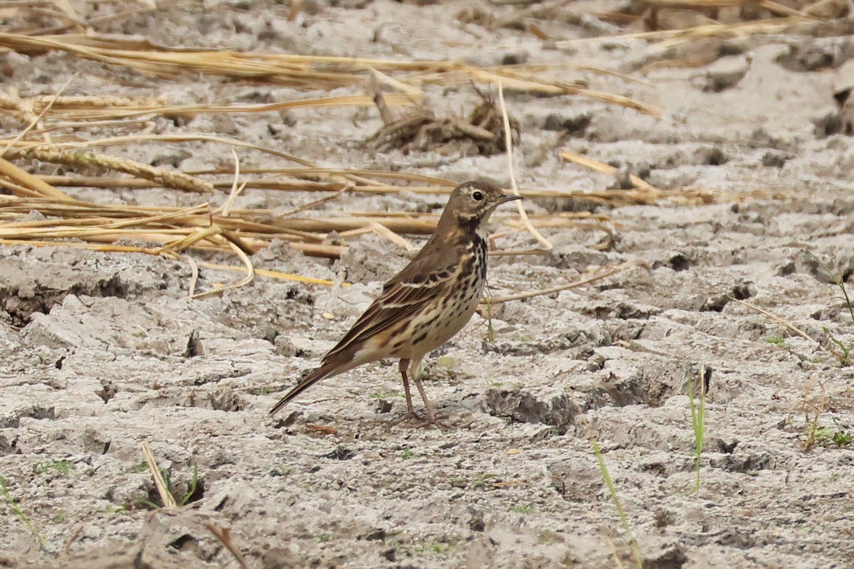 Siberian Pipit - ML646957236