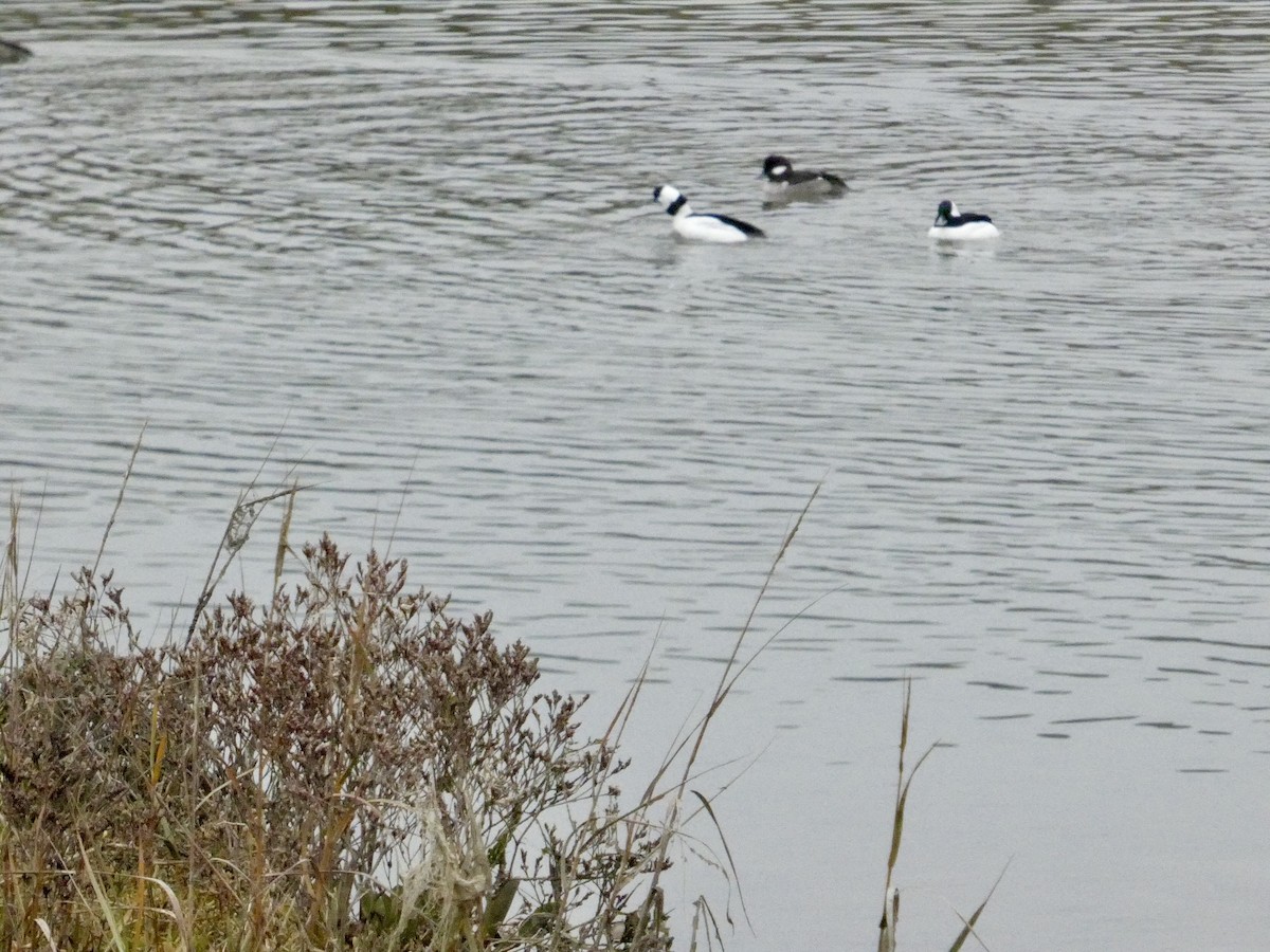Bufflehead - ML646957238