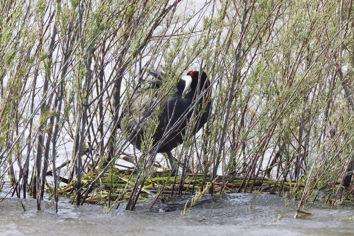 Red-knobbed Coot - ML646957239