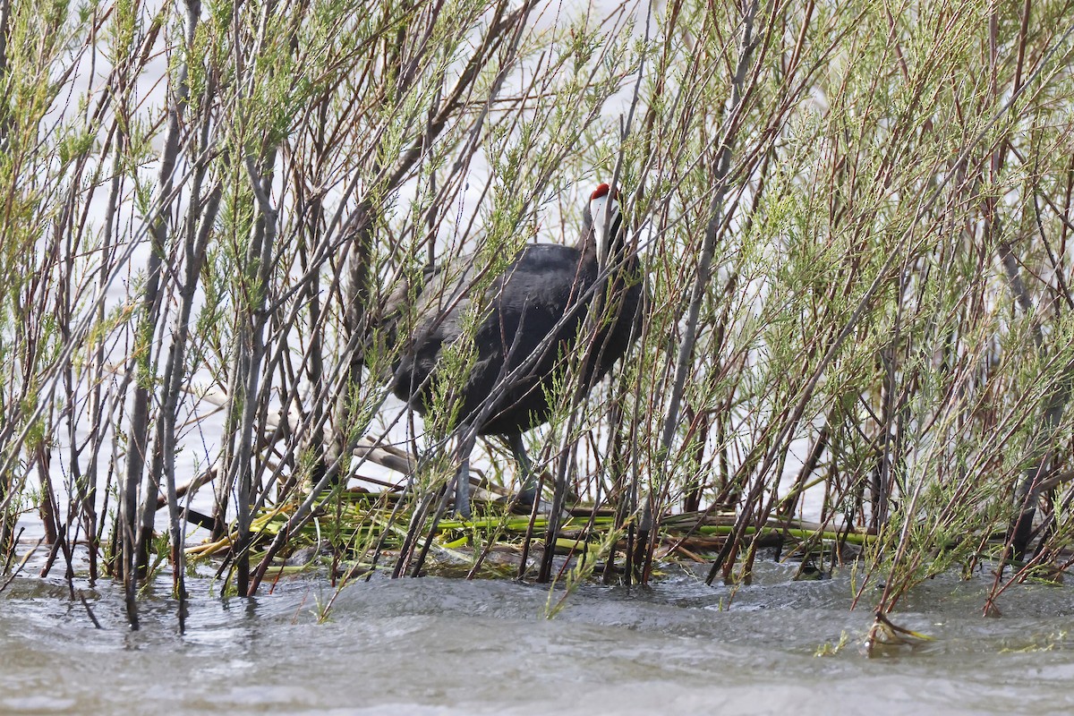 Red-knobbed Coot - ML646957240