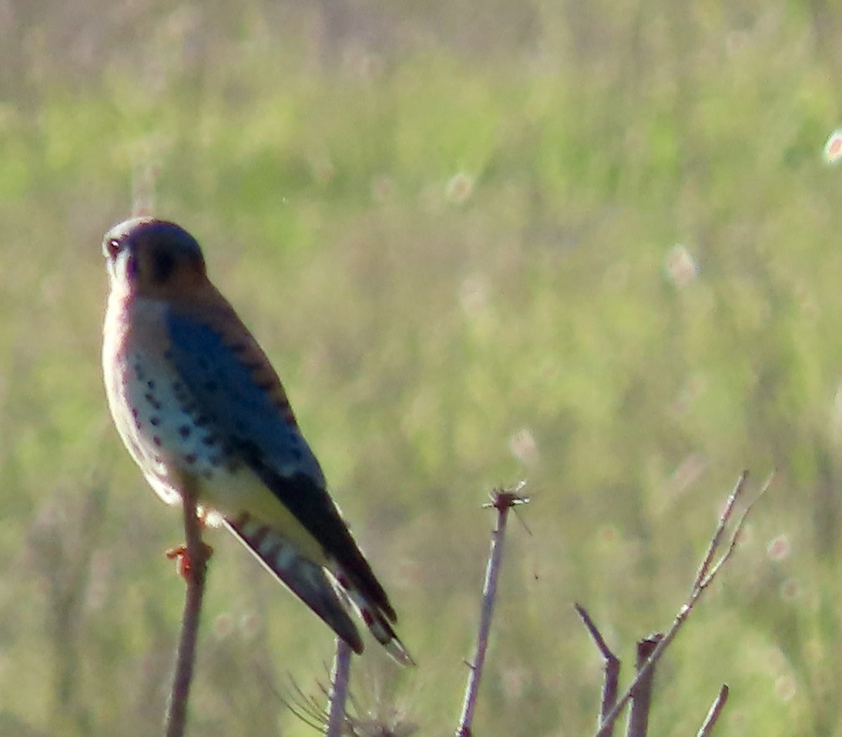 American Kestrel - ML646957242