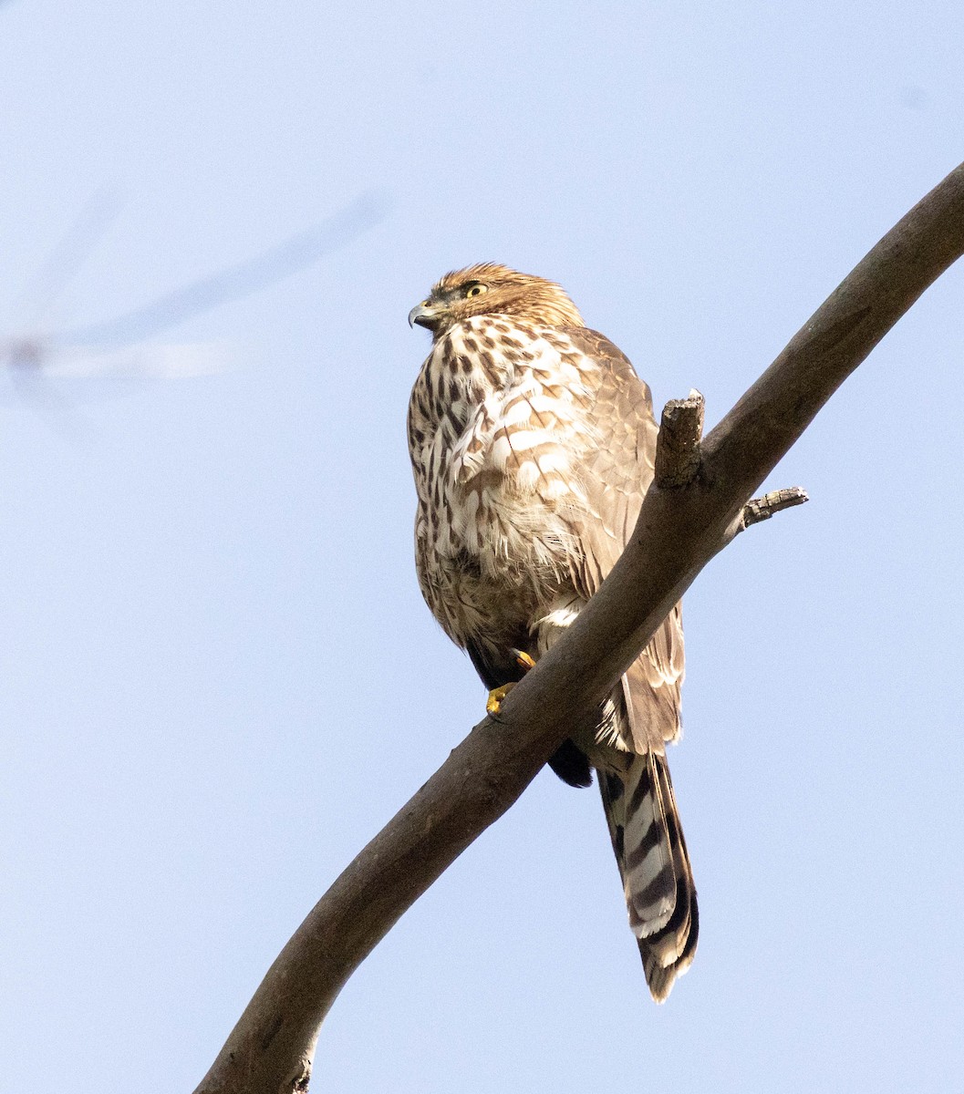 Cooper's Hawk - ML646957243