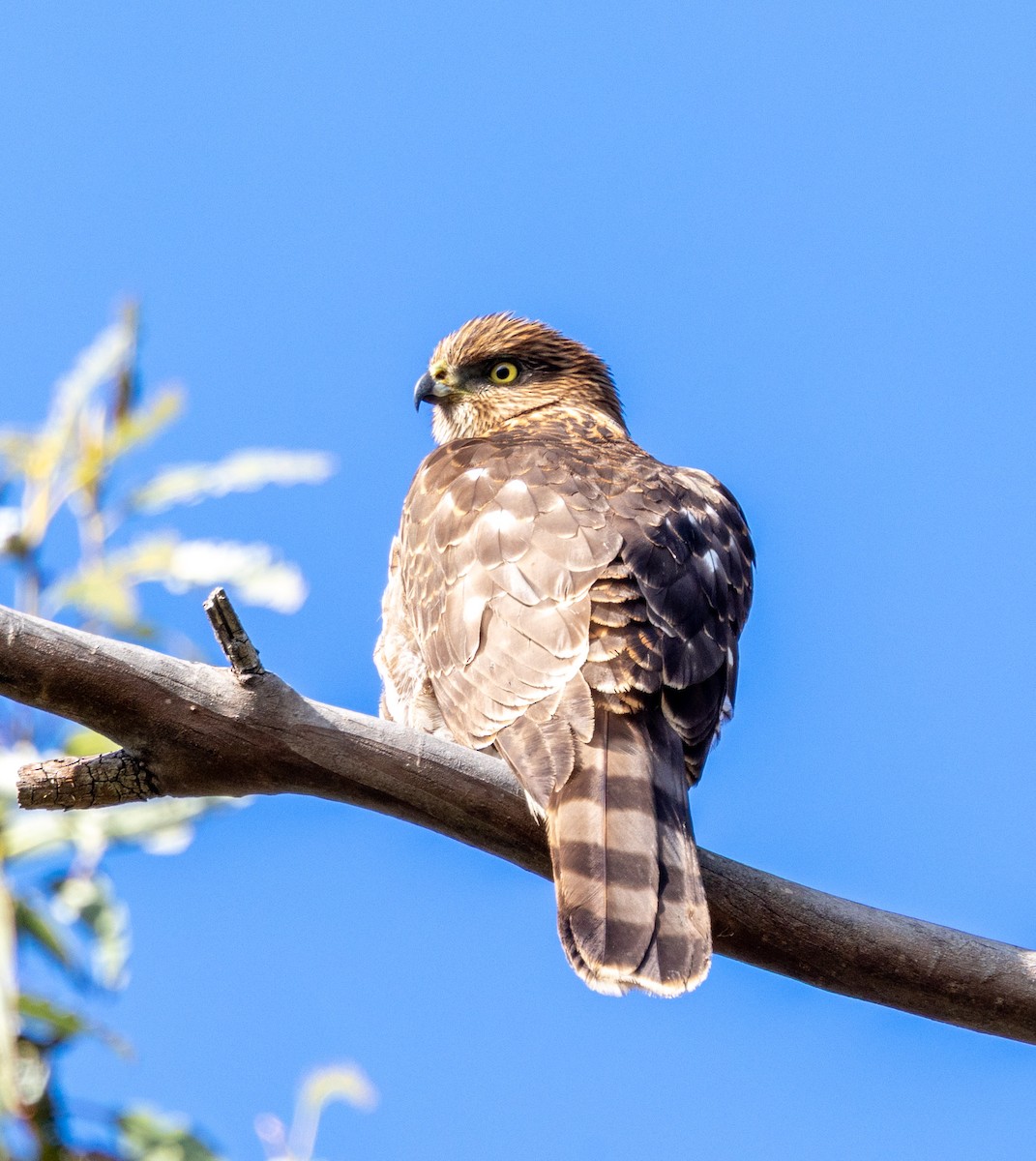 Cooper's Hawk - ML646957244