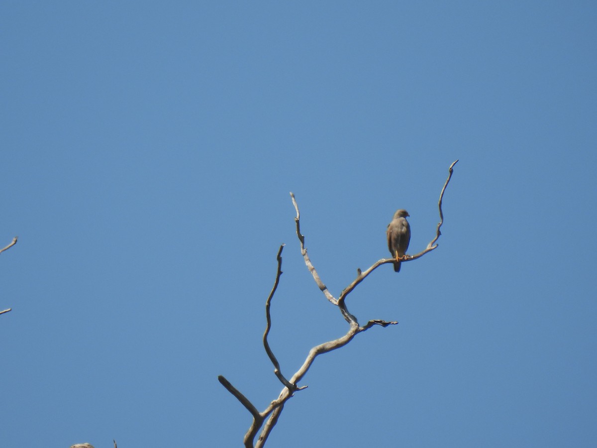Rufous-winged Buzzard - ML646957246