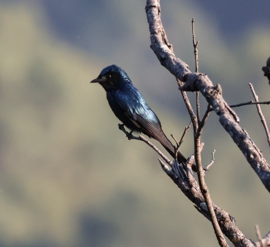 Bronzed Drongo - ML646957247