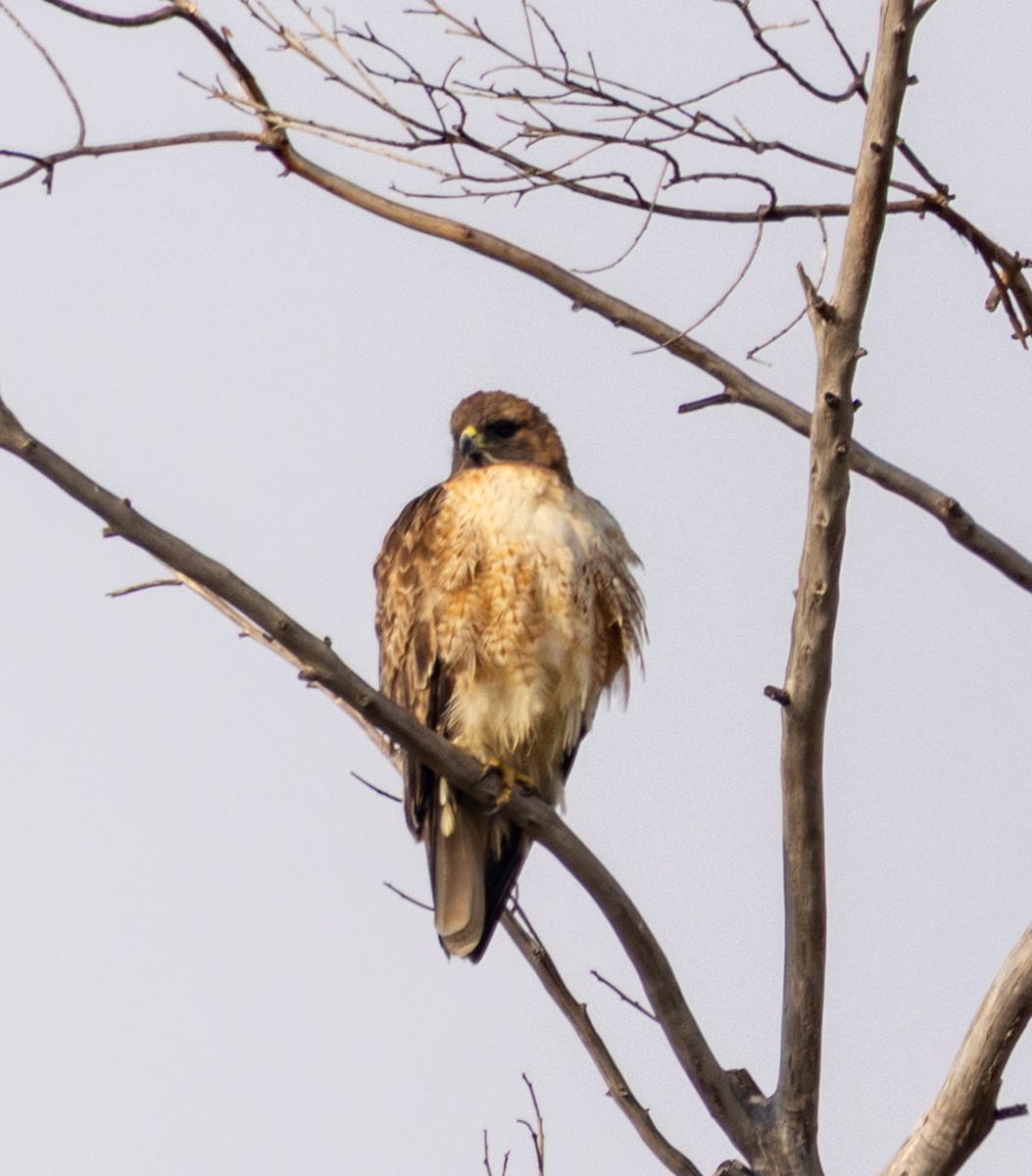 Red-tailed Hawk - ML646957248