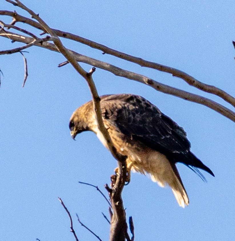 Red-tailed Hawk - ML646957249