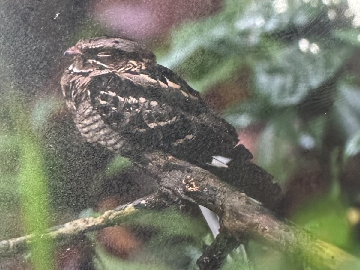 Large-tailed Nightjar - ML646957250