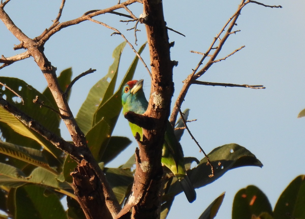 Blue-throated Barbet (Blue-crowned) - ML646957255