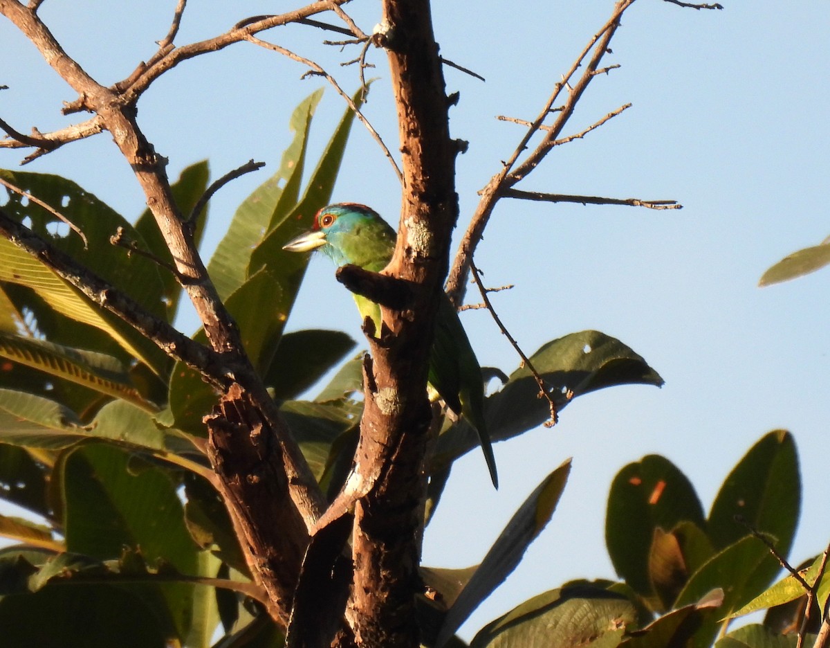 Blue-throated Barbet (Blue-crowned) - ML646957257