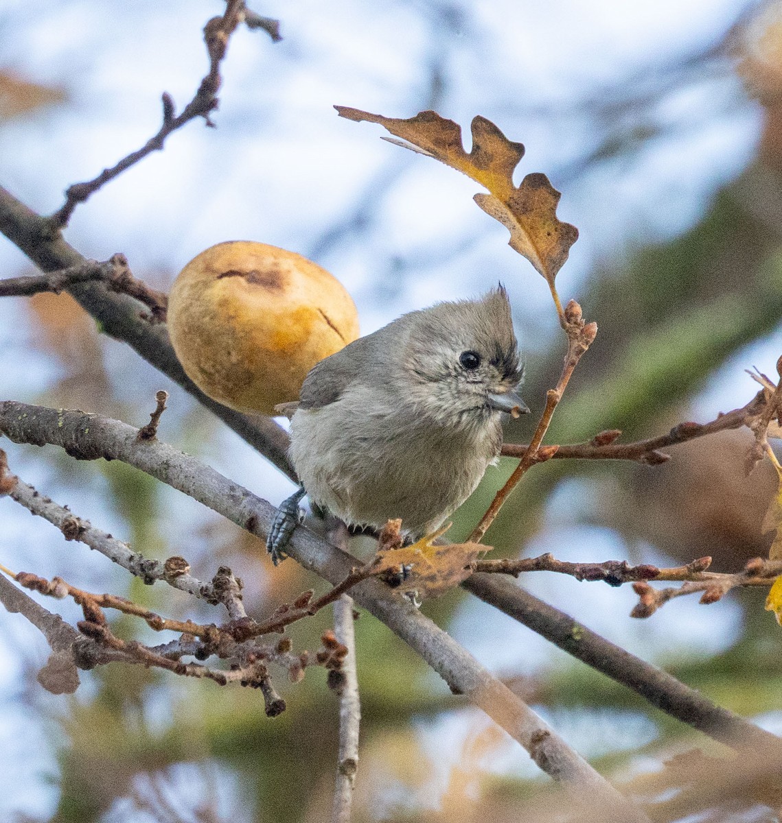 Oak Titmouse - ML646957263
