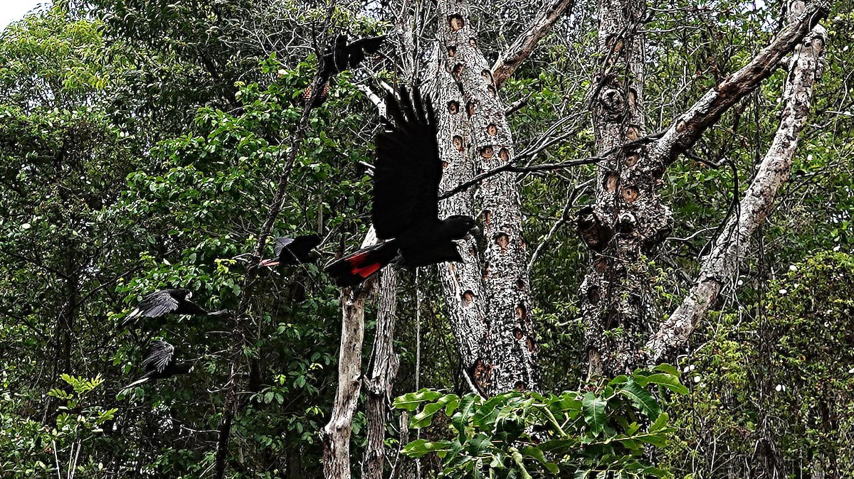 Какатоїс червонохвостий - ML646957269