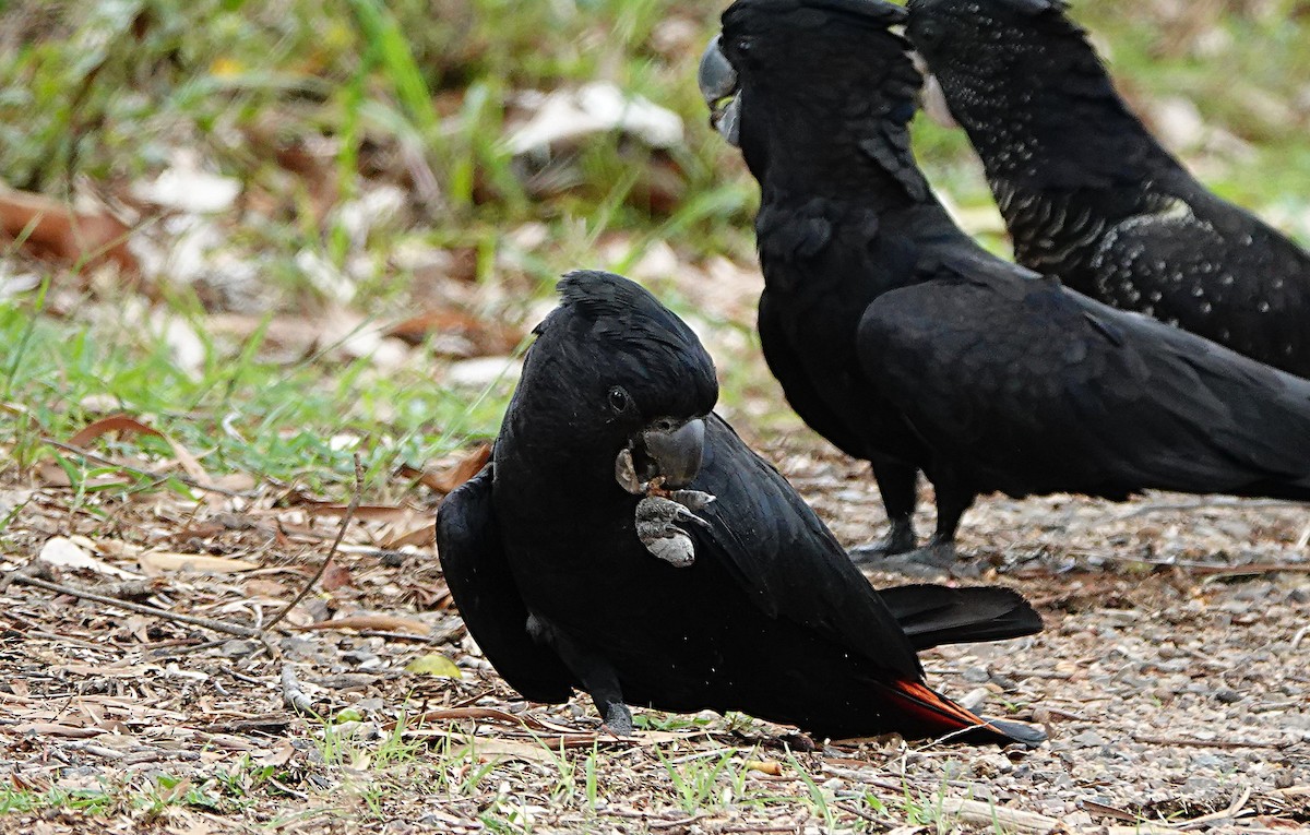 Какатоїс червонохвостий - ML646957270