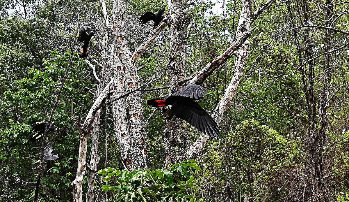 Какатоїс червонохвостий - ML646957271