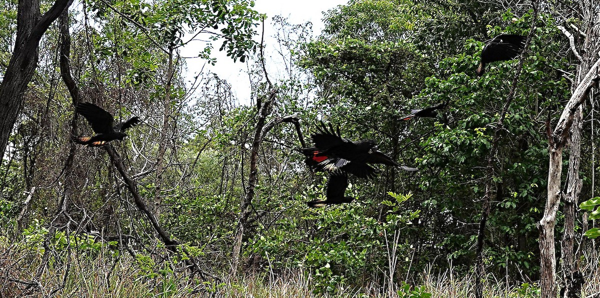 Какатоїс червонохвостий - ML646957272