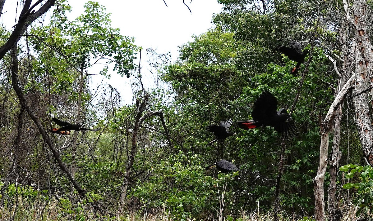 Какатоїс червонохвостий - ML646957273