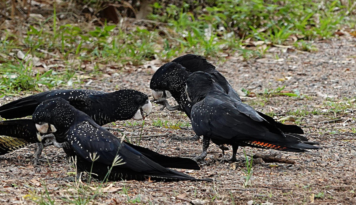 Red-tailed Black-Cockatoo - ML646957274