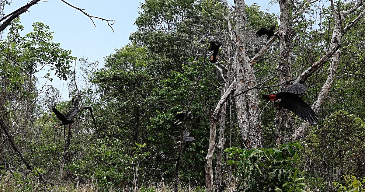 Какатоїс червонохвостий - ML646957275