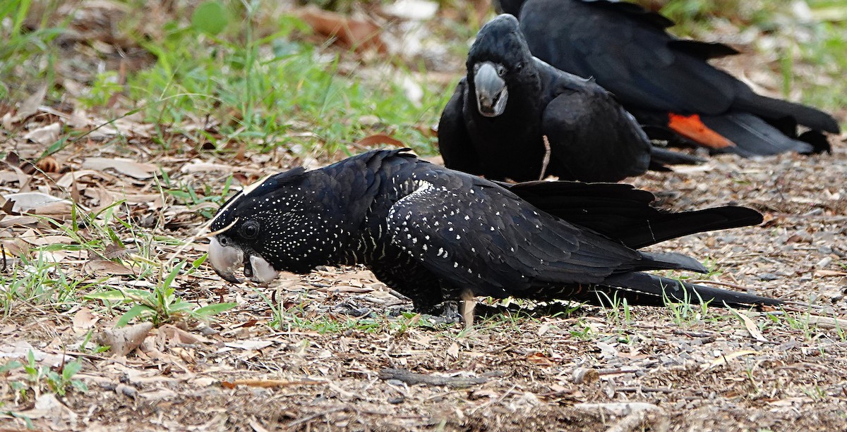 Какатоїс червонохвостий - ML646957276