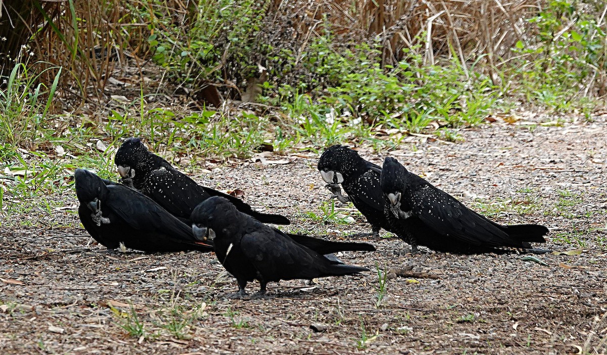 Какатоїс червонохвостий - ML646957277