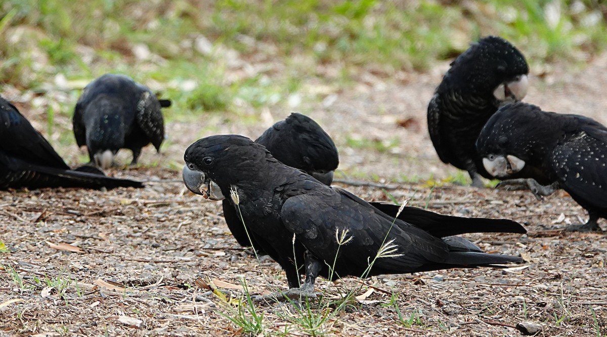 Какатоїс червонохвостий - ML646957278