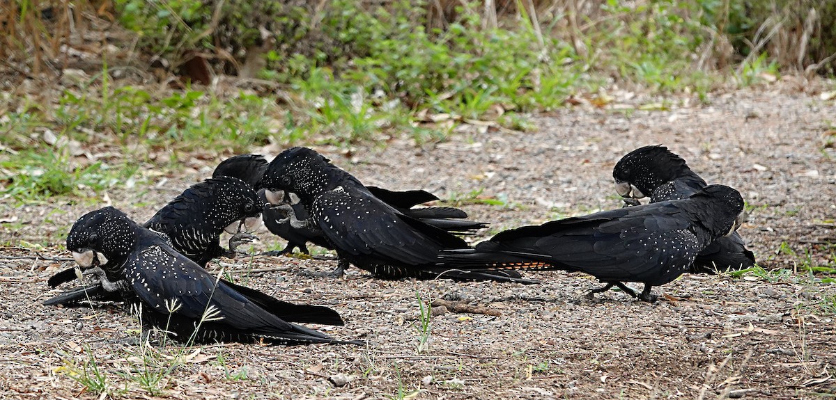 Какатоїс червонохвостий - ML646957279