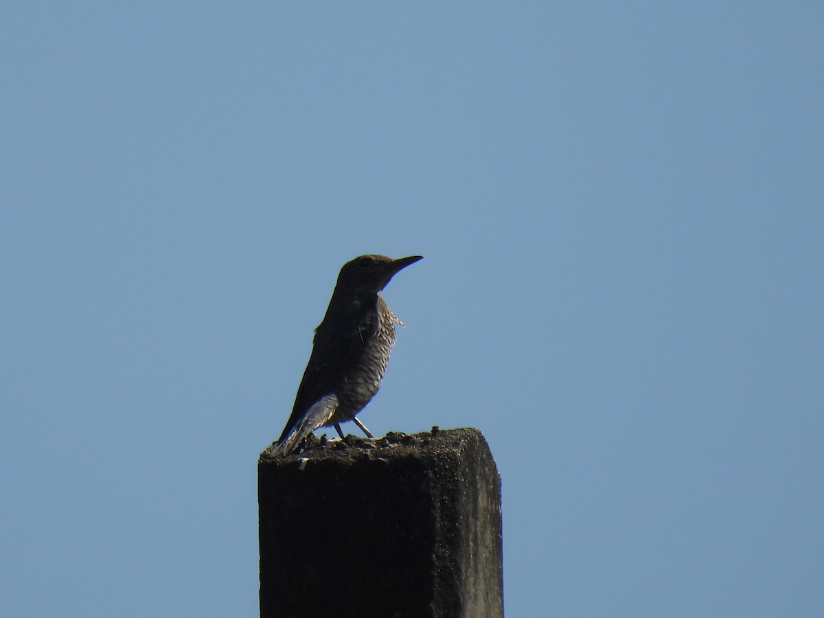 skalník modrý (ssp. pandoo) - ML646957281