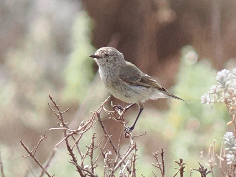 Slender-billed Thornbill - ML646957282