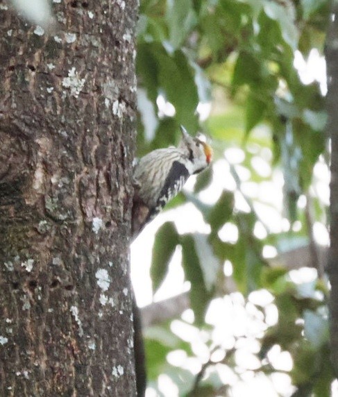 Дятел непальський - ML646957283