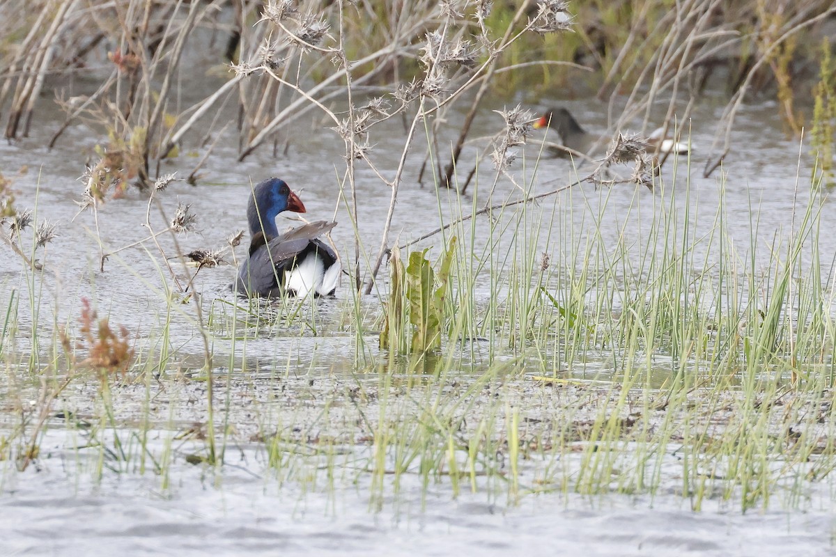 Султанка пурпурова - ML646957284