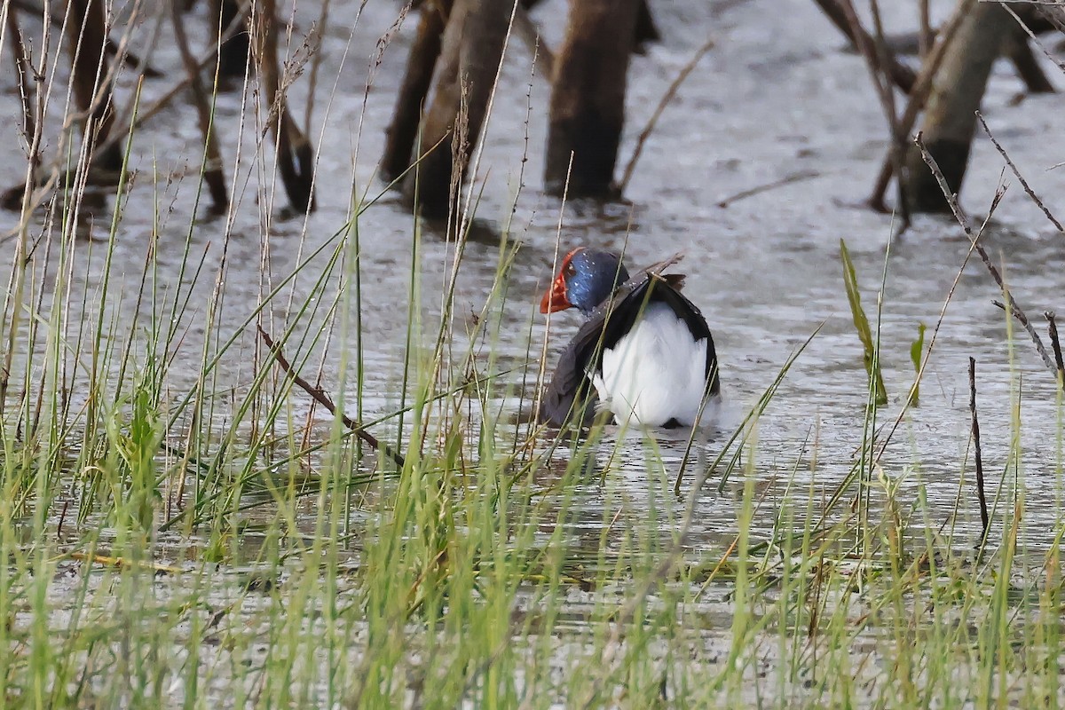 Султанка пурпурова - ML646957285