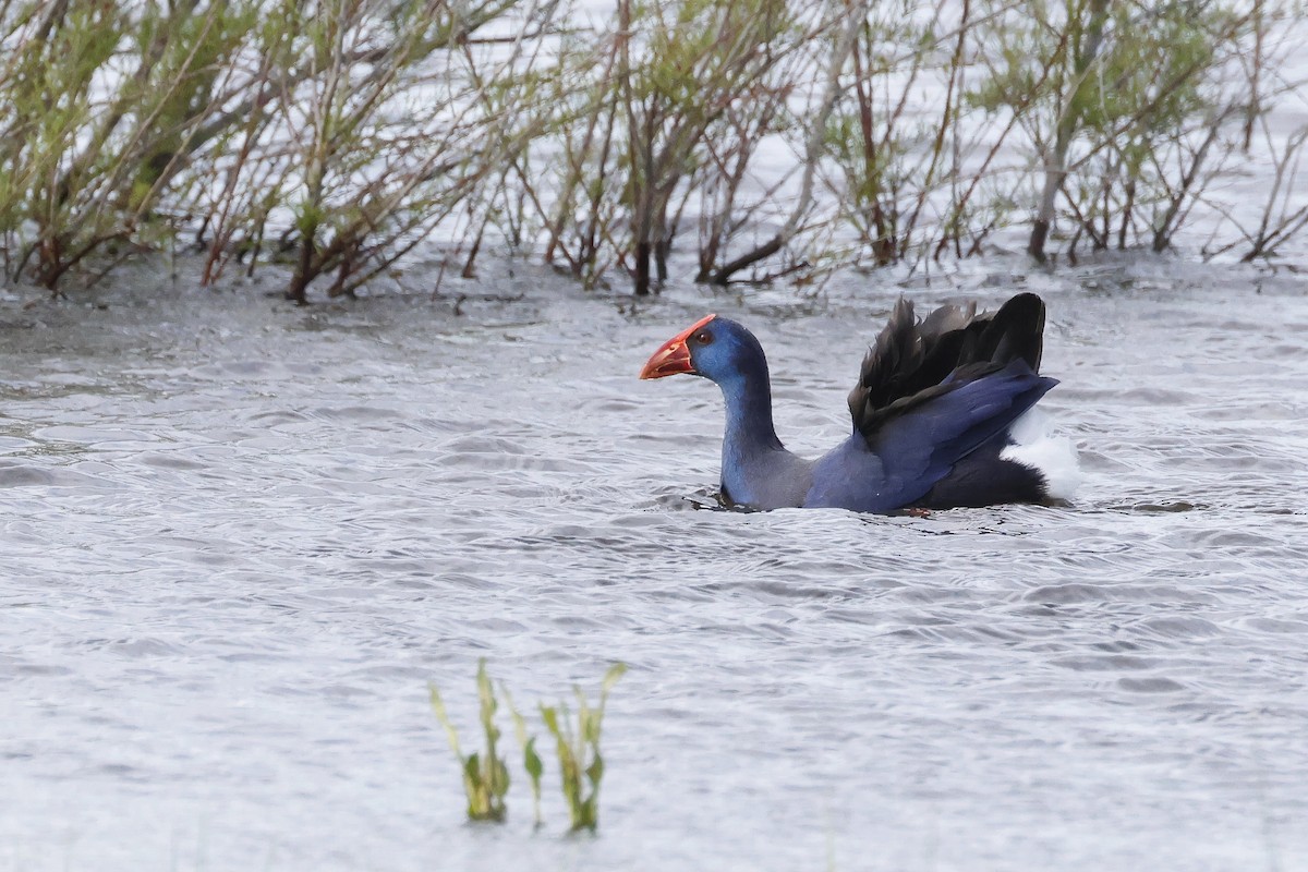 Султанка пурпурова - ML646957286