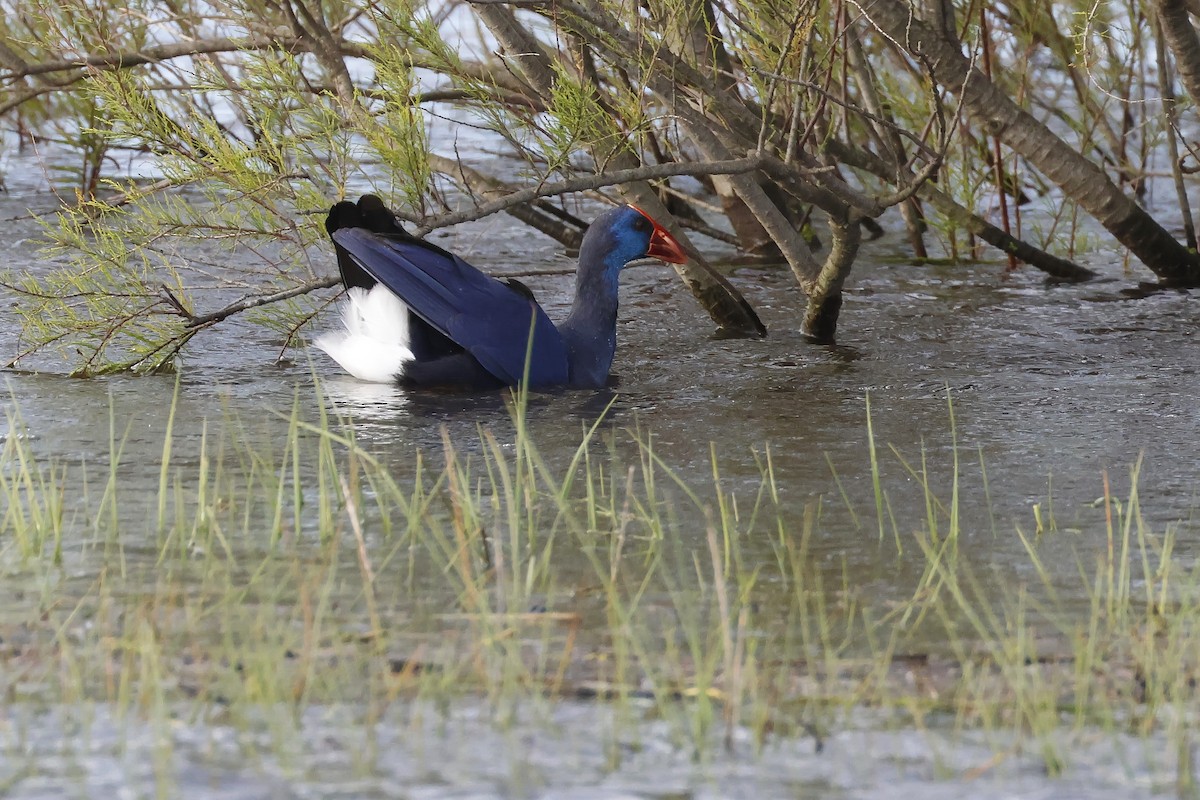 Султанка пурпурова - ML646957287