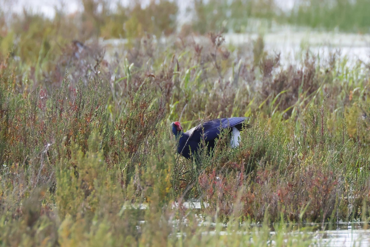 Султанка пурпурова - ML646957288