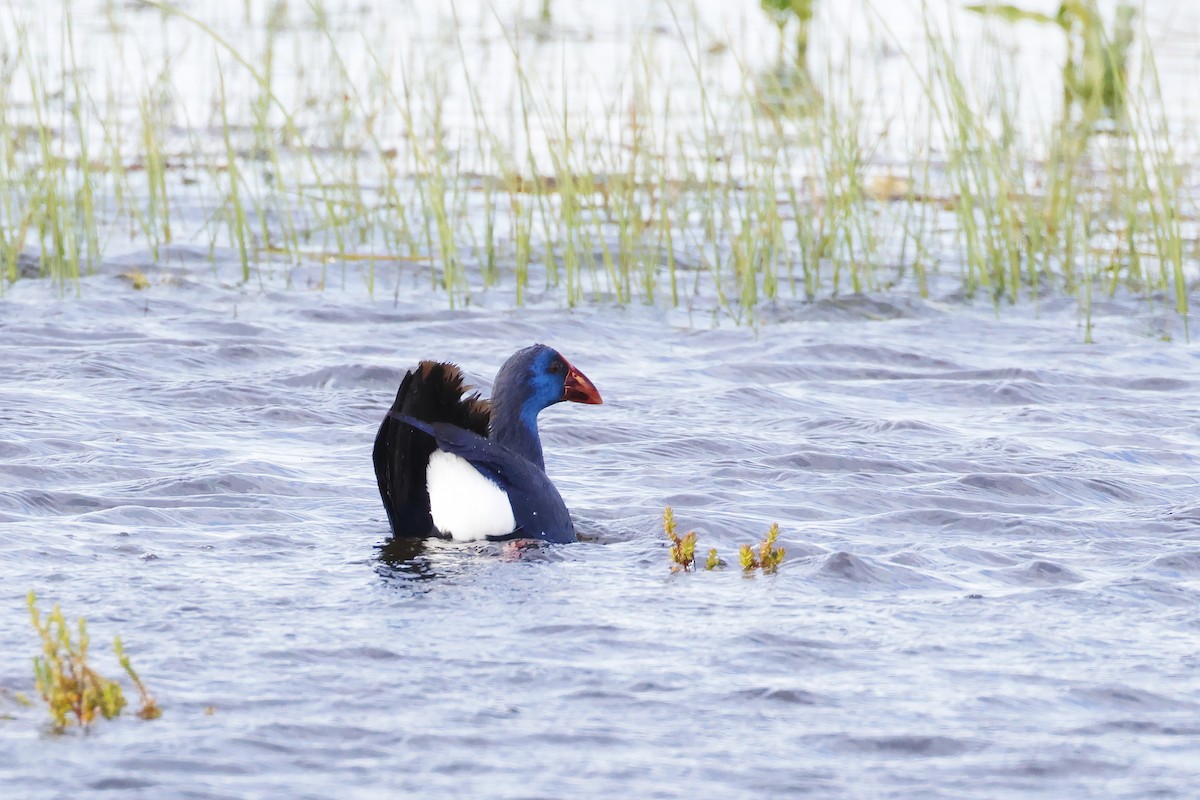 Султанка пурпурова - ML646957289
