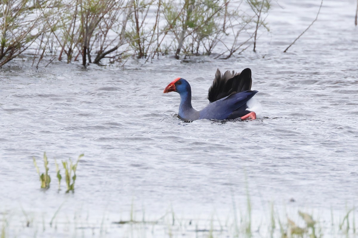 Султанка пурпурова - ML646957290