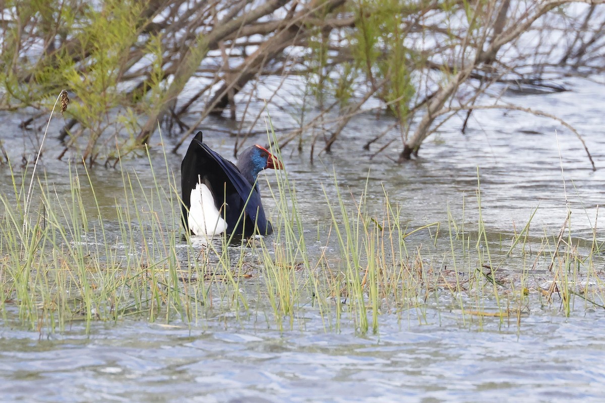 Султанка пурпурова - ML646957293