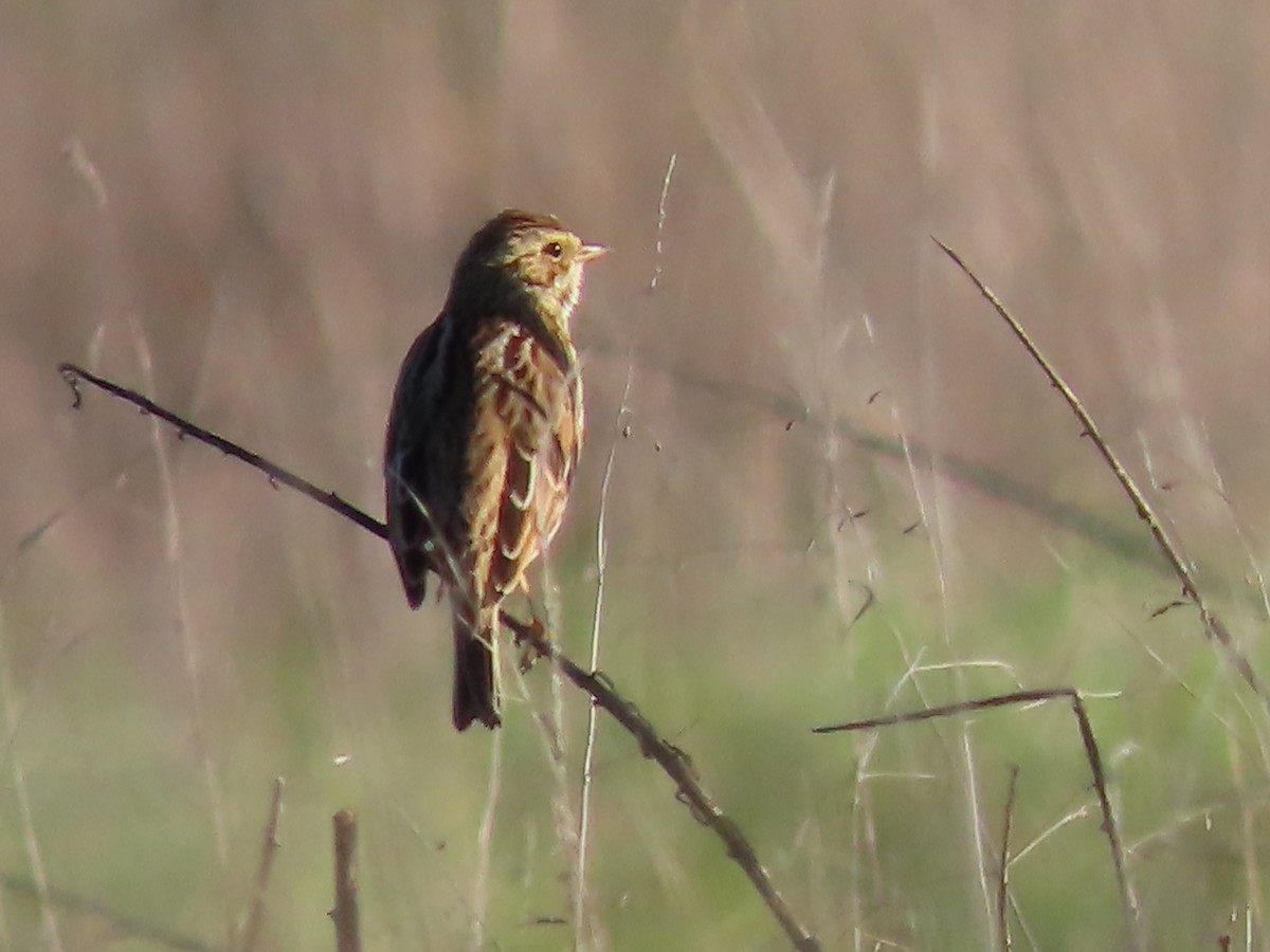 Пасовник савановий - ML646957294