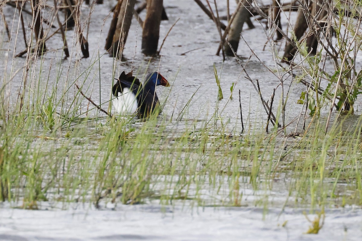 Султанка пурпурова - ML646957295