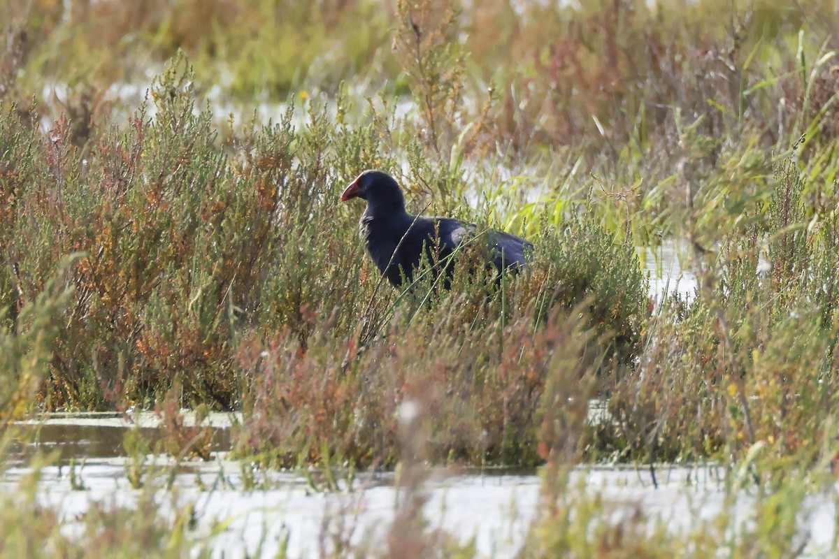 Султанка пурпурова - ML646957296