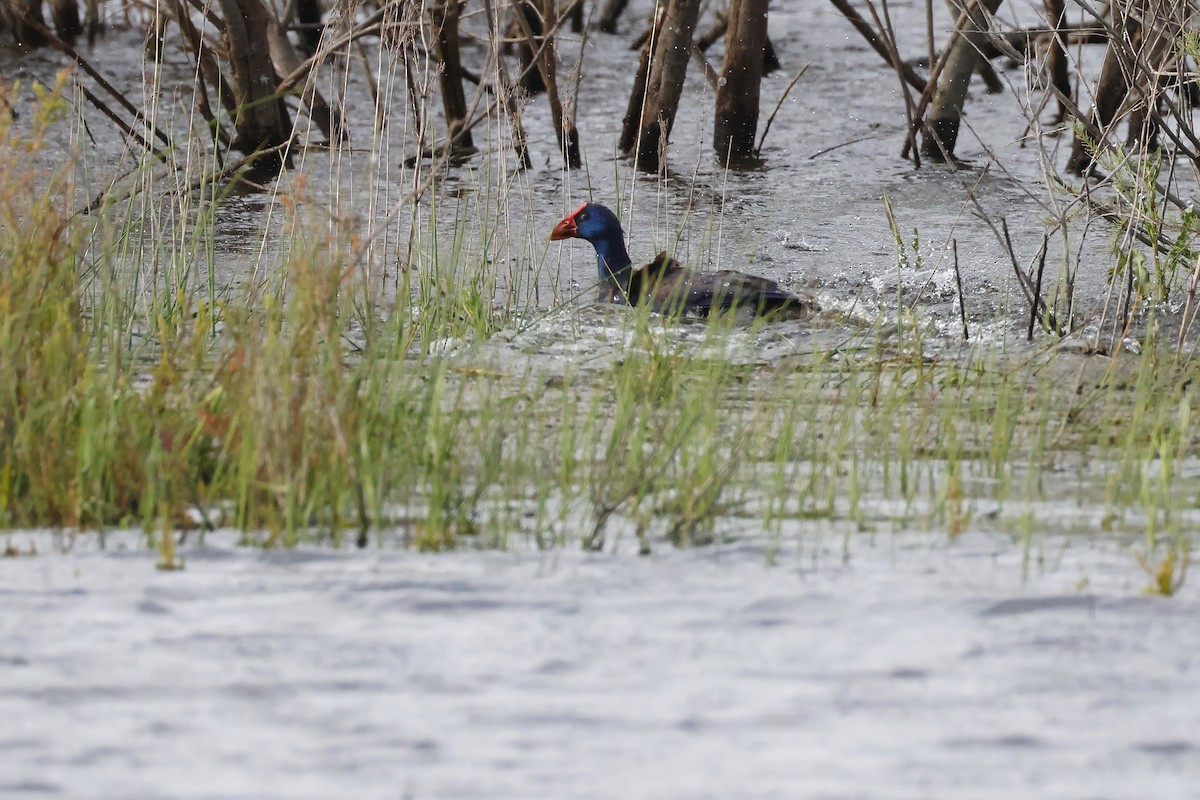 Султанка пурпурова - ML646957297