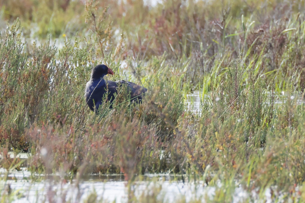 Султанка пурпурова - ML646957298