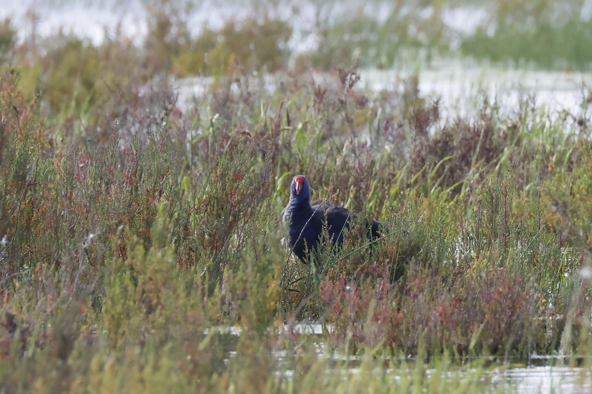 Султанка пурпурова - ML646957299