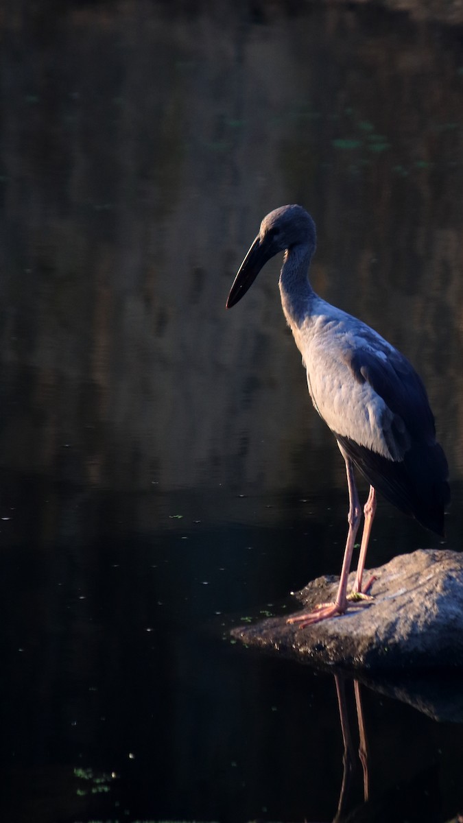 Лелека-молюскоїд індійський - ML646957300