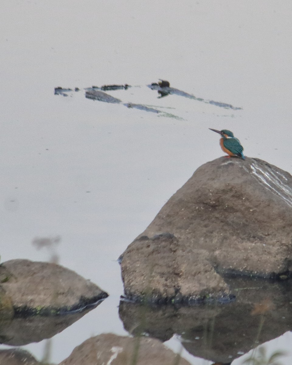 Рибалочка блакитний - ML646957301