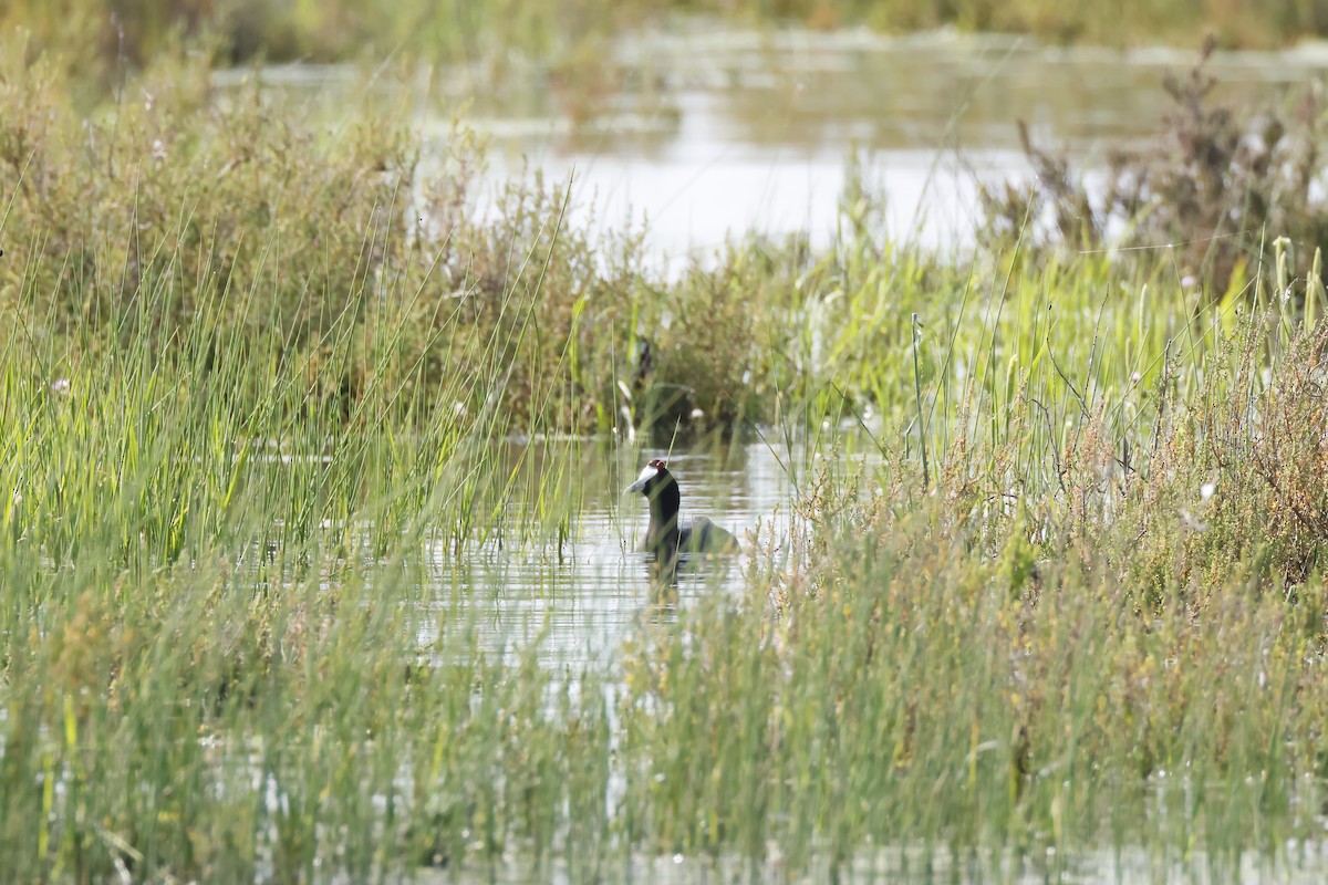 Султанка пурпурова - ML646957303