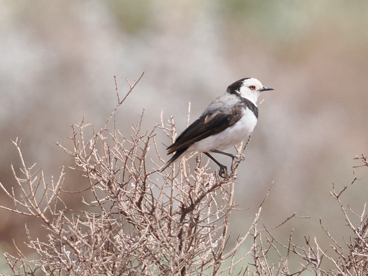 White-fronted Chat - ML646957304